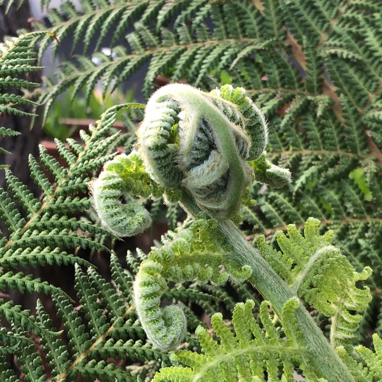 plant image 1223179 plant image 1223179