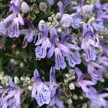Salvia rosmarinus 'Barbeque' syn. Rosmarinus officinalis 'Barbeque'