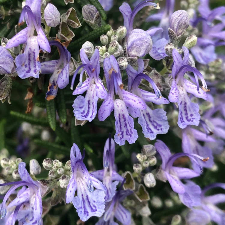 Plant image Salvia rosmarinus 'Barbeque' syn. Rosmarinus officinalis 'Barbeque'
