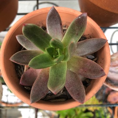 Echeveria Agavoides