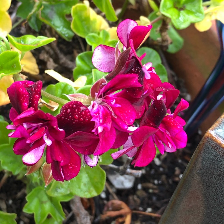 plant image 1264266