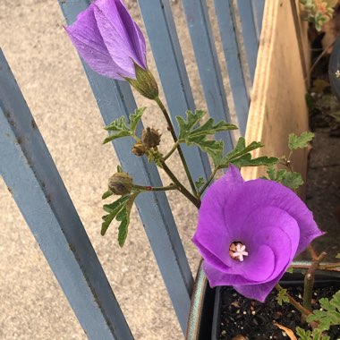 Alyogyne Huegelii ‘Blue Hibiscus'