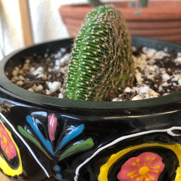 plant image 1269497