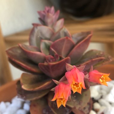 Echeveria Chroma