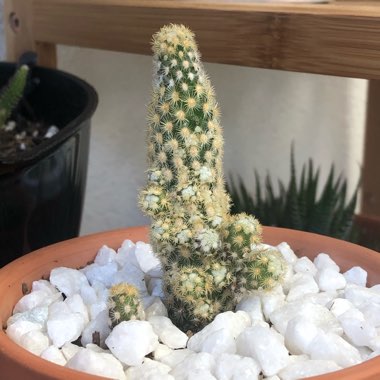 Mammillaria elongata