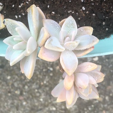 Graptopetalum Murasaki