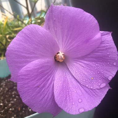 Alyogyne Huegelii ‘Blue Hibiscus'