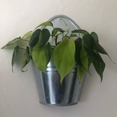 Philodendron hederaceum var. oxycardium 'Brasil' syn. Philodendron hederaceum 'Brasil', Philodendron 'Brasil', Philodendron scandens 'Brasil'