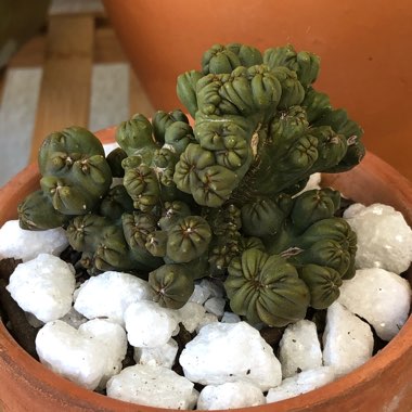 Cereus forbesii monstrose 'Ming Thing'