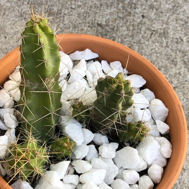Echinocereus Pentalophus
