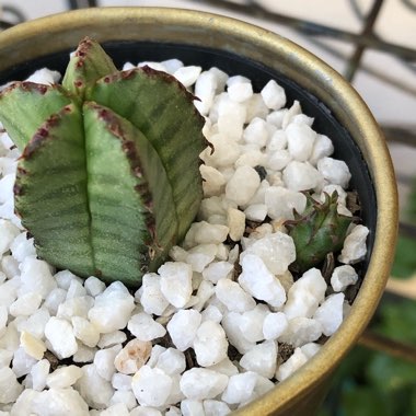 Euphorbia Meloformis