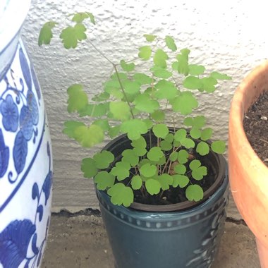 Adiantum capillus-veneris
