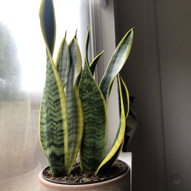 Sansevieria trifasciata var. laurentii