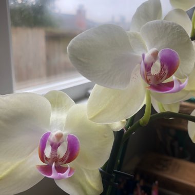 Phalaenopsis 'Miraflor'
