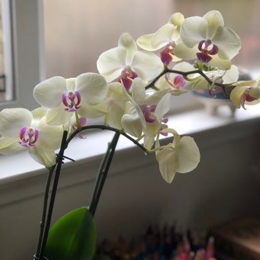 Phalaenopsis 'Miraflor'