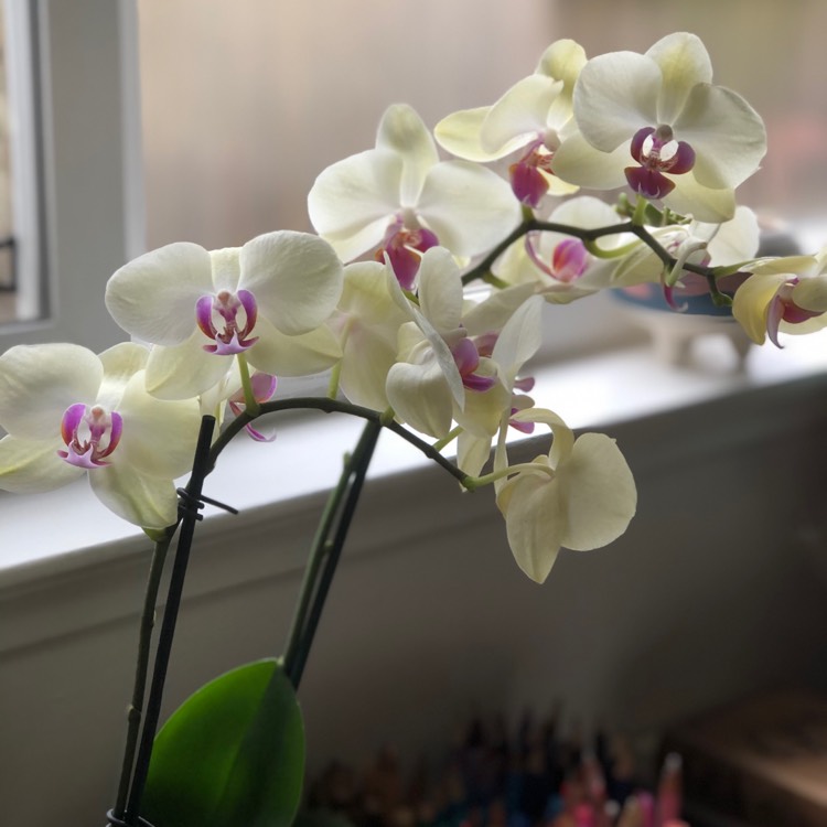 plant image 1295965