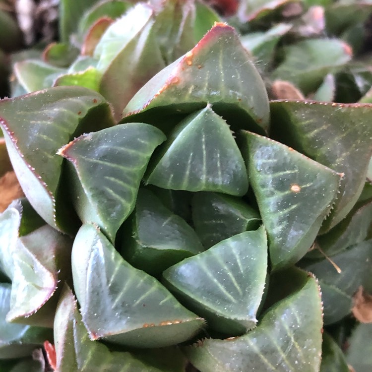 plant image 1301505