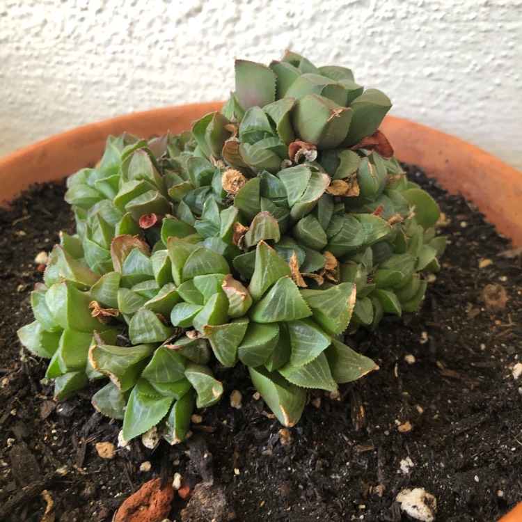 plant image 1301540