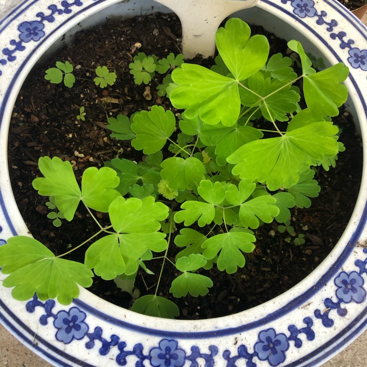 plant image 1301542 plant image 1301542