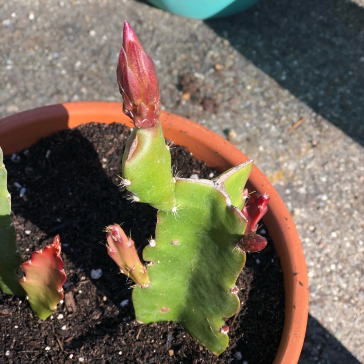 Plant image Epiphyllum king midas