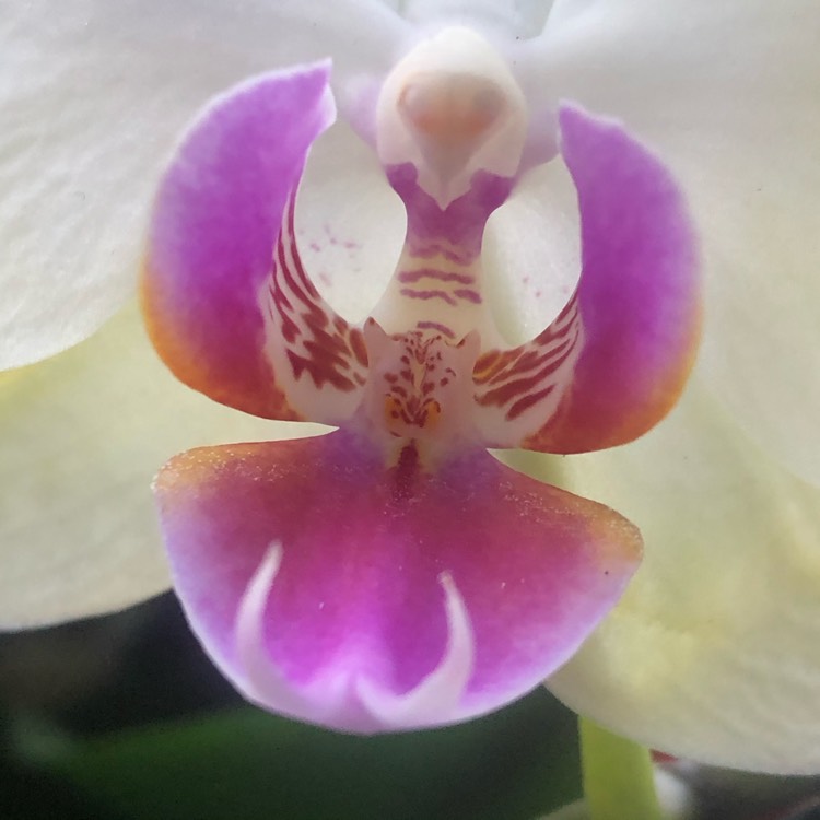plant image 1310267
