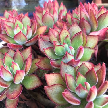 Echeveria Pulvinata var. Pulvinata