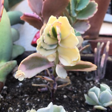 Kalanchoe fedtschenkoi 'Variegata'