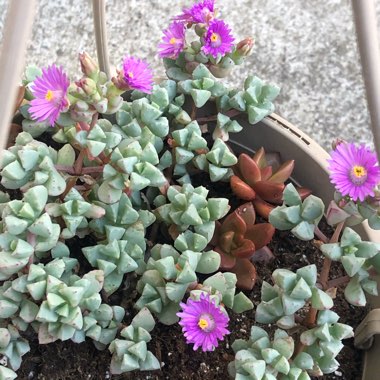 Oscularia deltoides syn. Lampranthus deltoides
