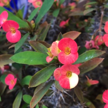 Euphorbia milii