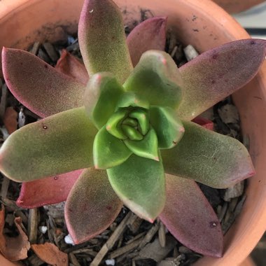 Echeveria Agavoides