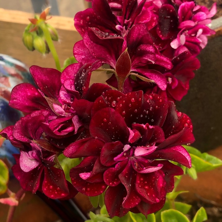 plant image 1315944
