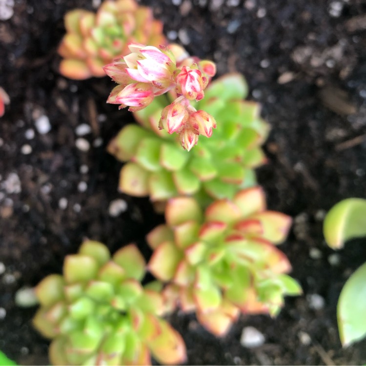 plant image 1315946