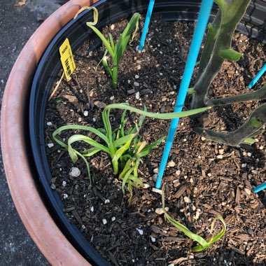 Allium sativum