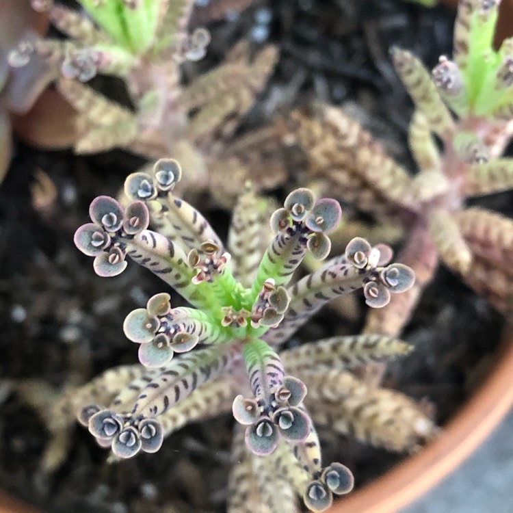 plant image 1343830 plant image 1343830