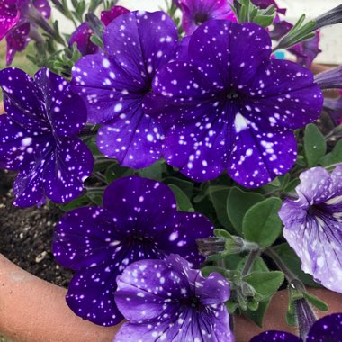 Petunia 'Kleph15313' syn. Petunia 'Night Sky', Petunia 'Headliner Night Sky'