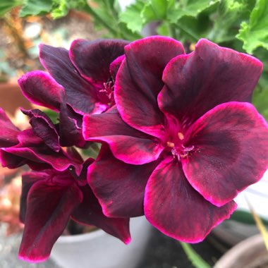 Pelargonium 'Lord Bute'