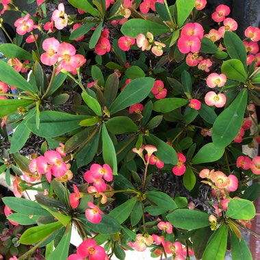 Euphorbia milii