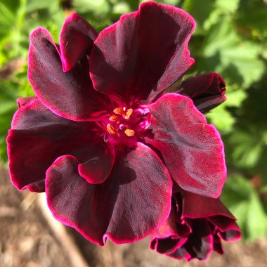 Pelargonium 'Lord Bute'
