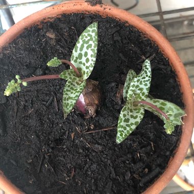 Ledebouria socialis syn. Scilla violaceum