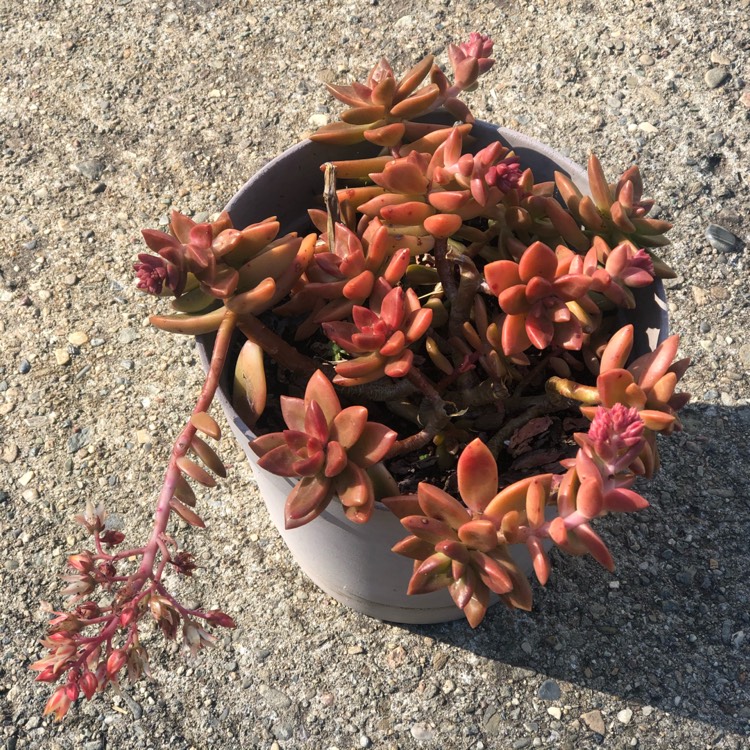 plant image 1363279