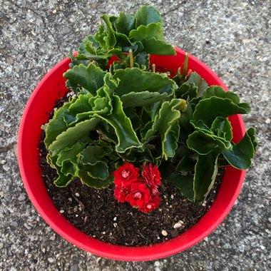 Kalanchoe blossfeldiana 'Red'