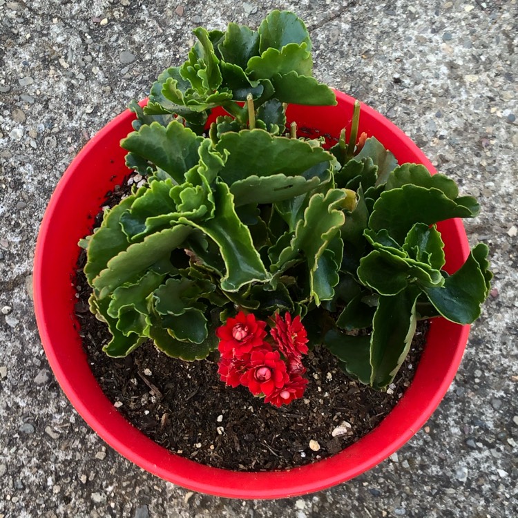 Plant image Kalanchoe blossfeldiana 'Red'