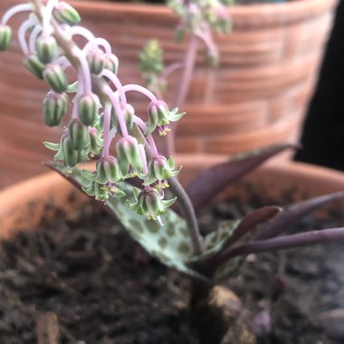 Ledebouria socialis syn. Scilla violaceum