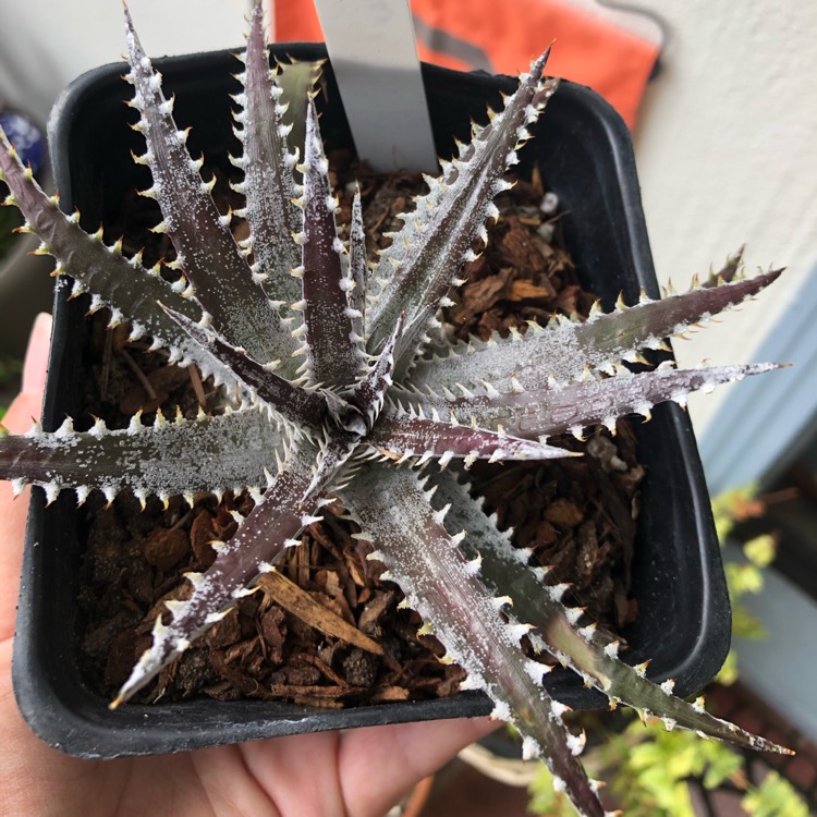 plant image 1379092