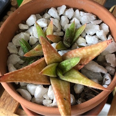 Aloe Chewbacca