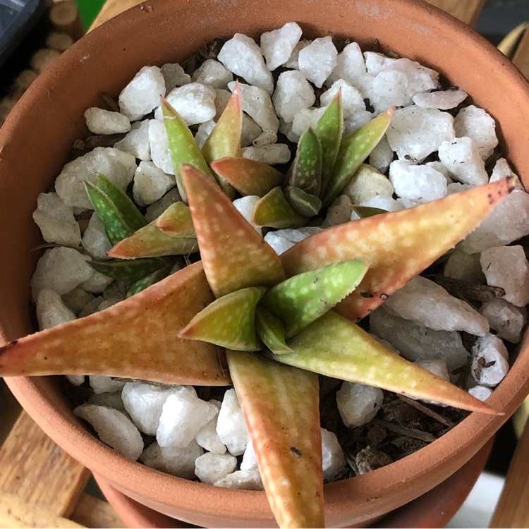 plant image 1384071
