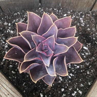 Echeveria Purple Pearl