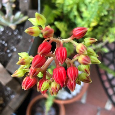 Echeveria Affinis sp.