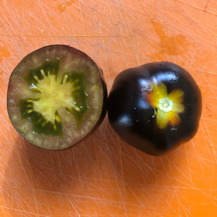 Plant image Solanum lycopersicum 'Brad's Atomic Grape'