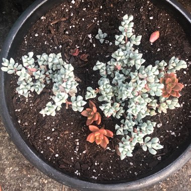 Oscularia deltoides syn. Lampranthus deltoides